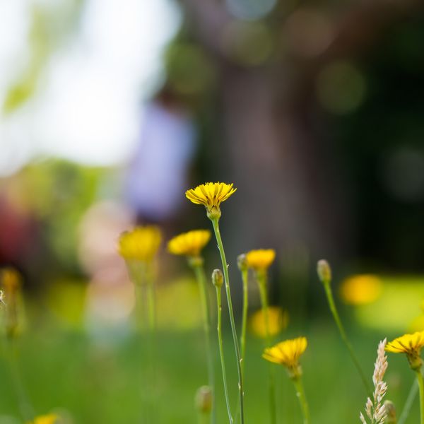 Blumen auf einer Wiese