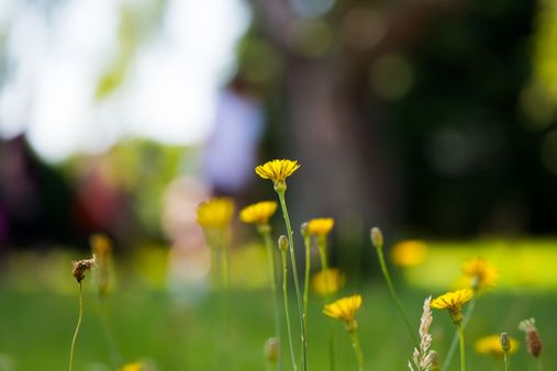 Blumen auf einer Wiese